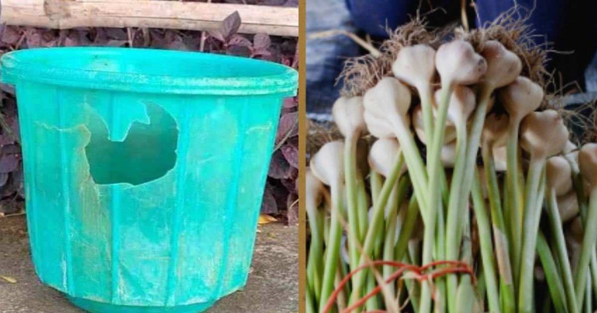 Garlic Krishi Using old Bucket