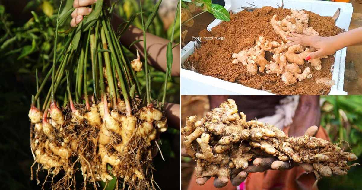 Ginger Farming using Thermocol