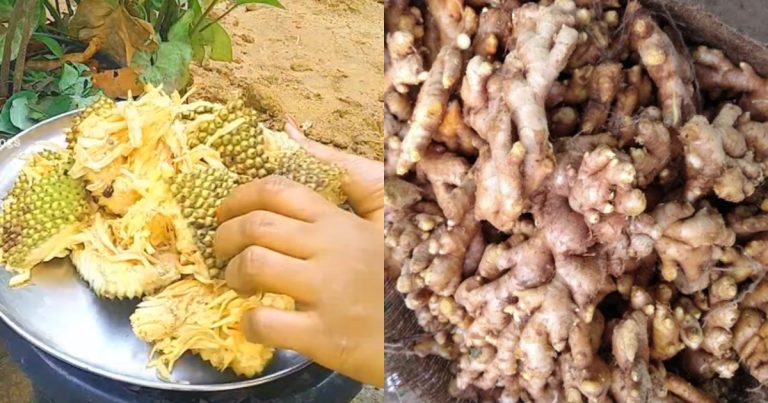 Ginger cultivation using chakkamadal