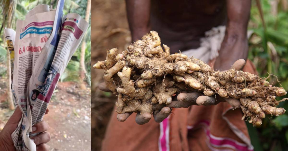 Ginger farming using newspaper