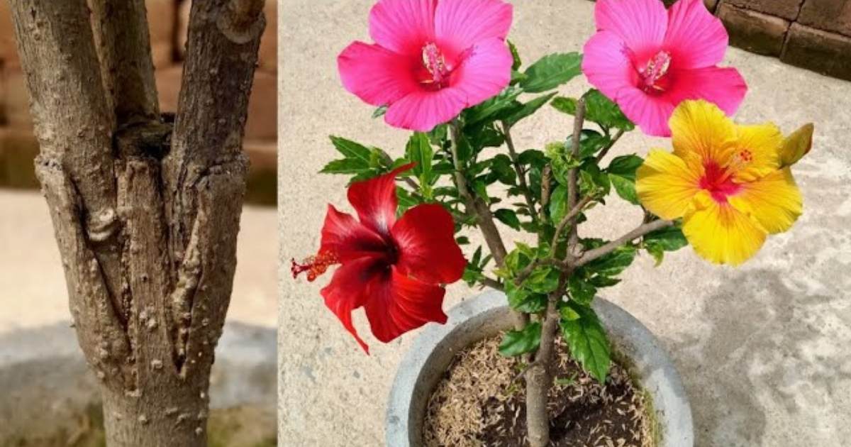 Grafting technique to get multiple colour hibiscuses in one plant