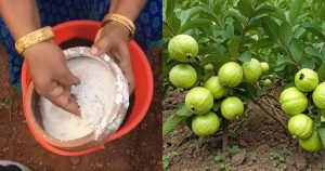 Guava Cultivation idea