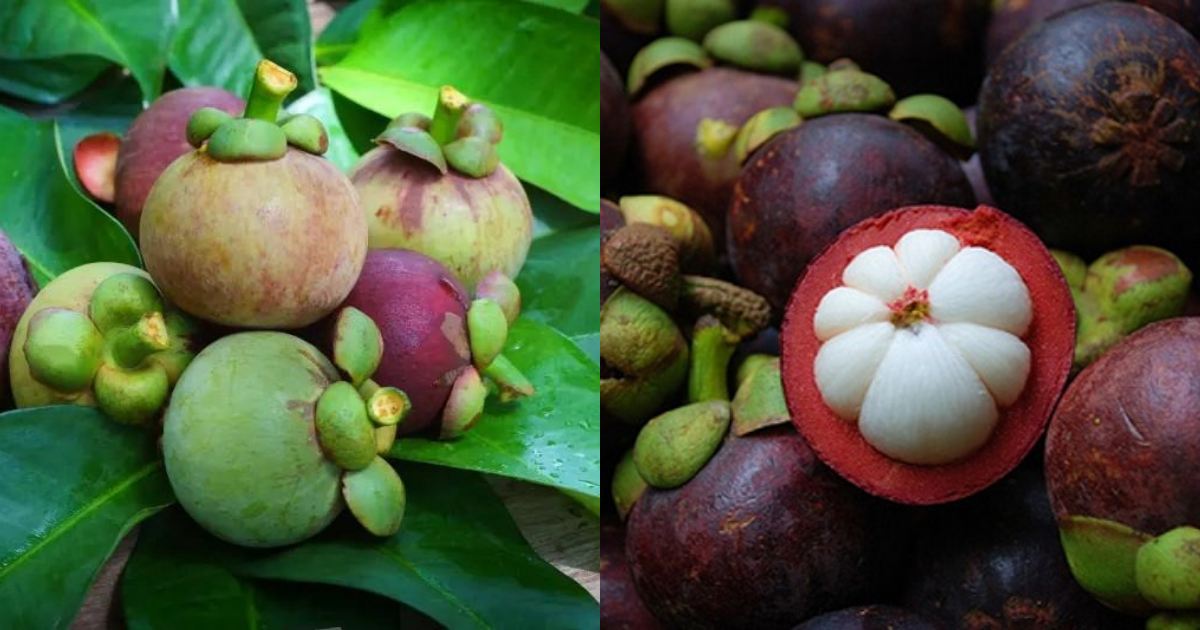 How to Grow Mangosteen Fruit Plant