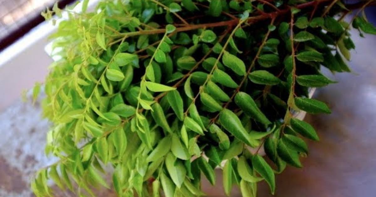 How to Keep Curry leaves fresh for long time