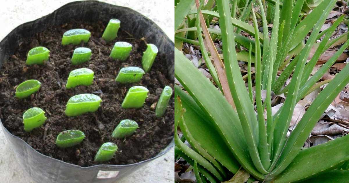 How to grow Aloe Vera From Leaf