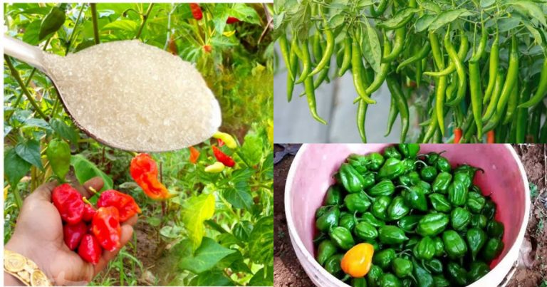 How to grow and cultivate chilli at home