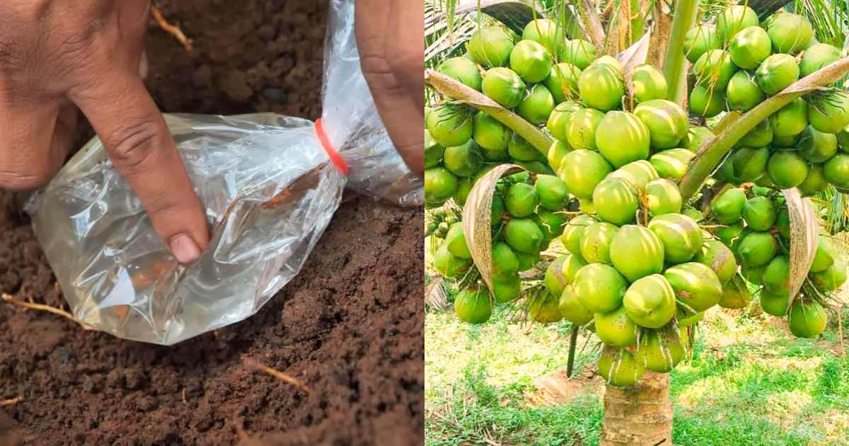 How to grow and fertilize coconut tree