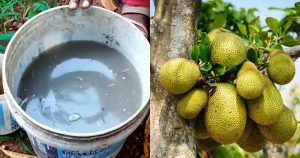 Jackfruit cultivation tip