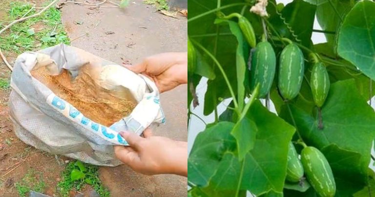 Kovakka Krishi Using Cement Bag