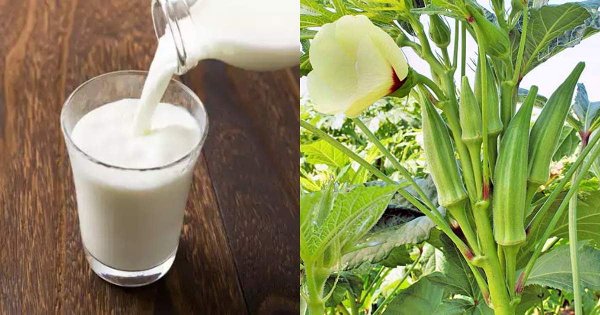 Ladies Finger Cultivation tips