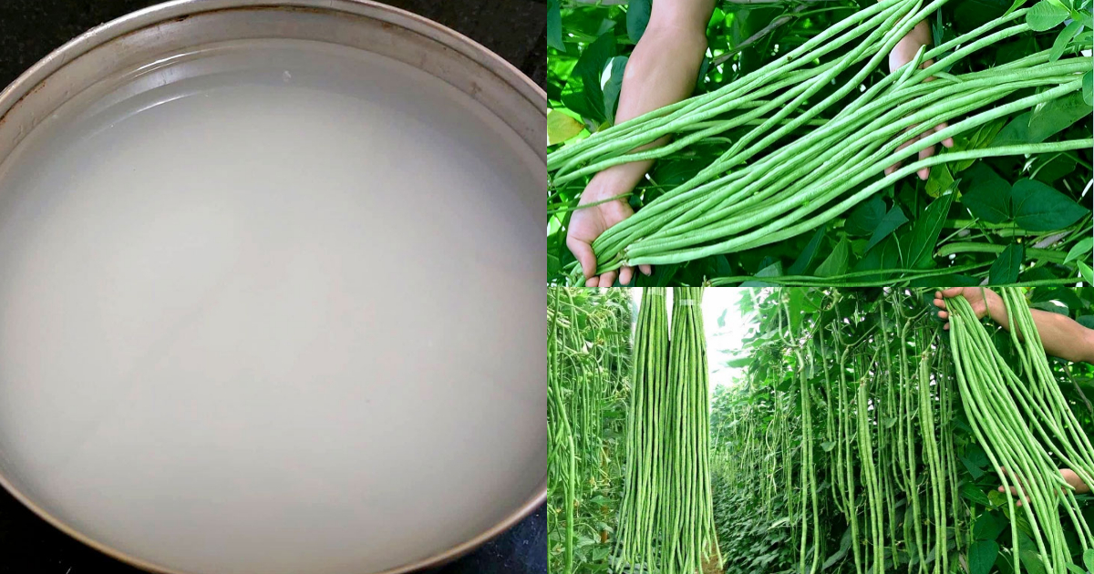 Long beans cultivation