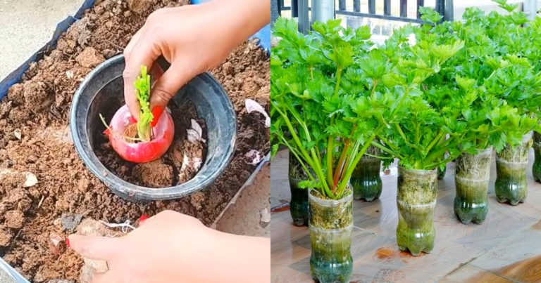 Malliyila farming tip at home