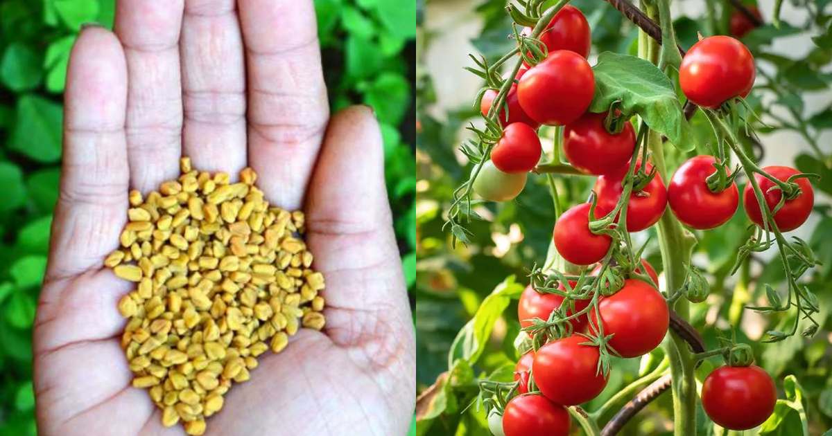 Organic Tomato Cultivation