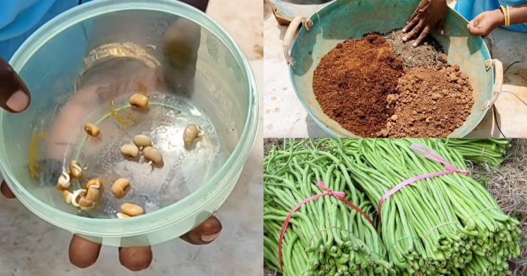 Organic farming of PAYAR on terrace