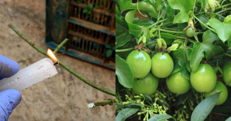 Passion Fruit farming Using Mezhukuthiri tip