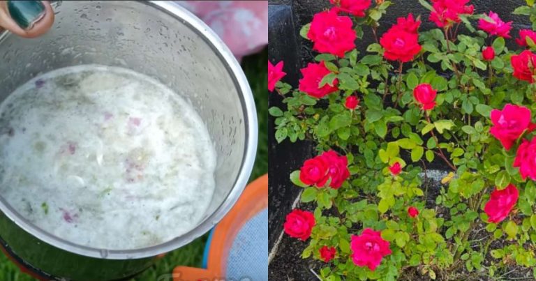 Pesticides for rose plant