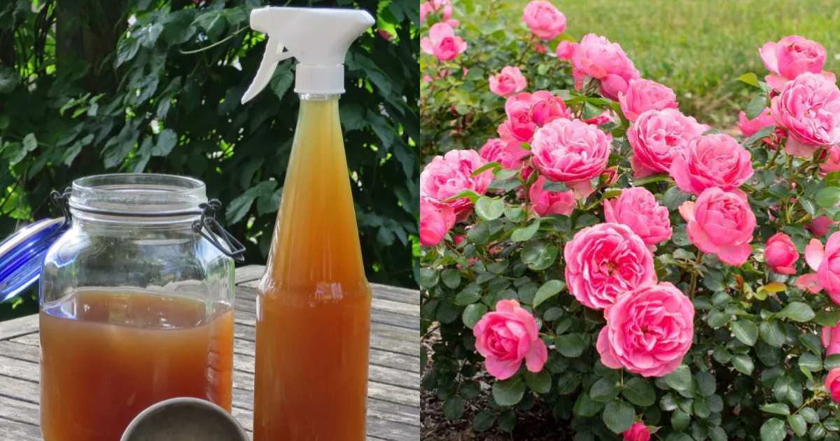 Rose Cultivation tip using Rice Water