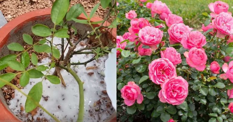 Rose Flowering Fertlizer