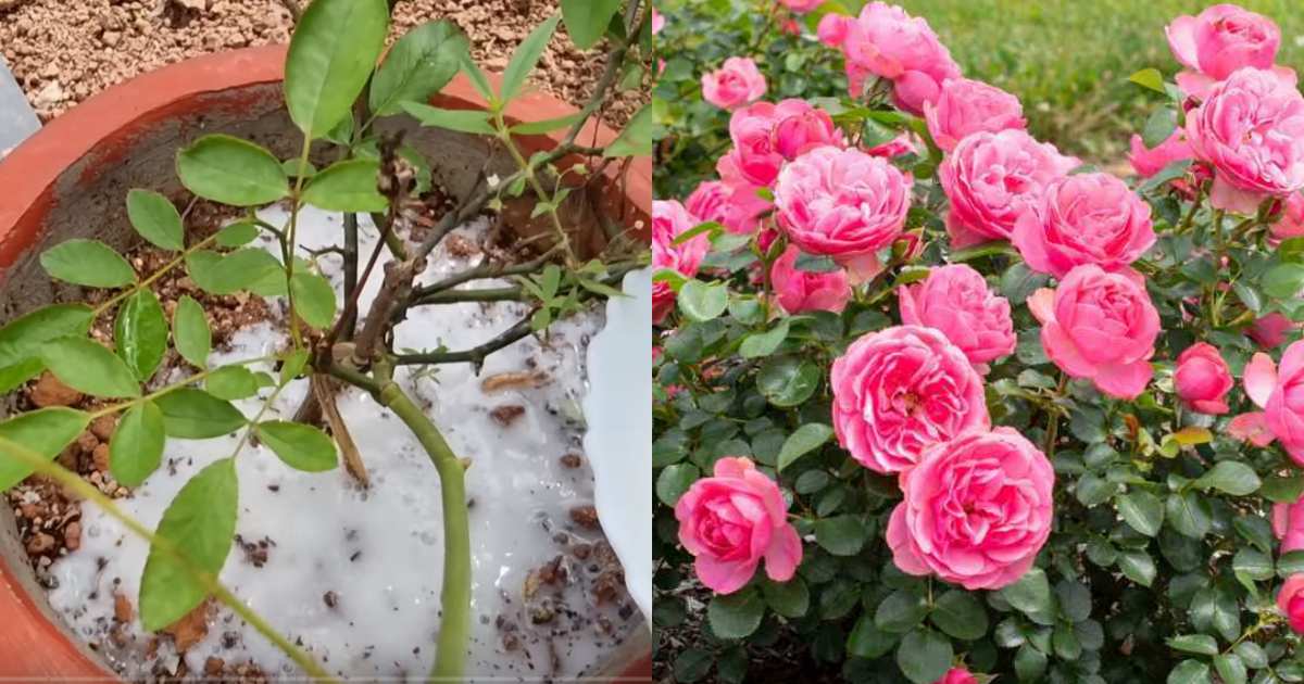 Rose Flowering Fertlizer