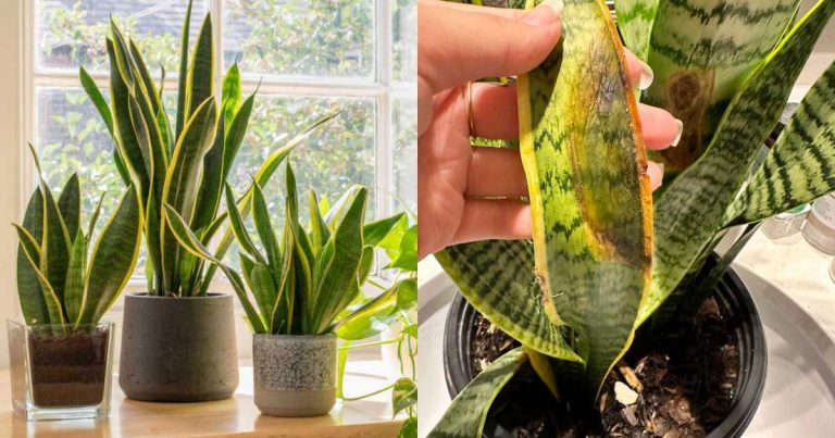 Snake Plants Care