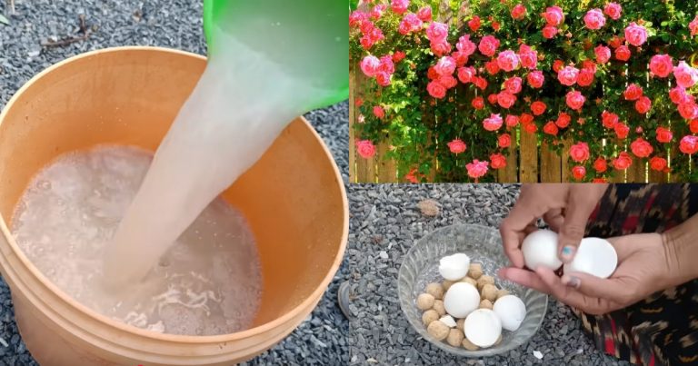 Soya and egg shell for rose flower