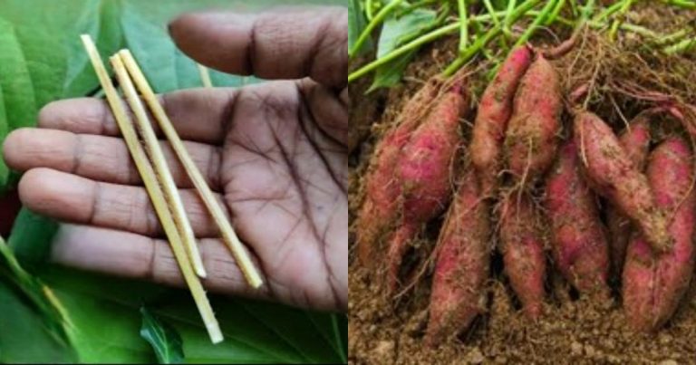 Sweet Potatto Farming