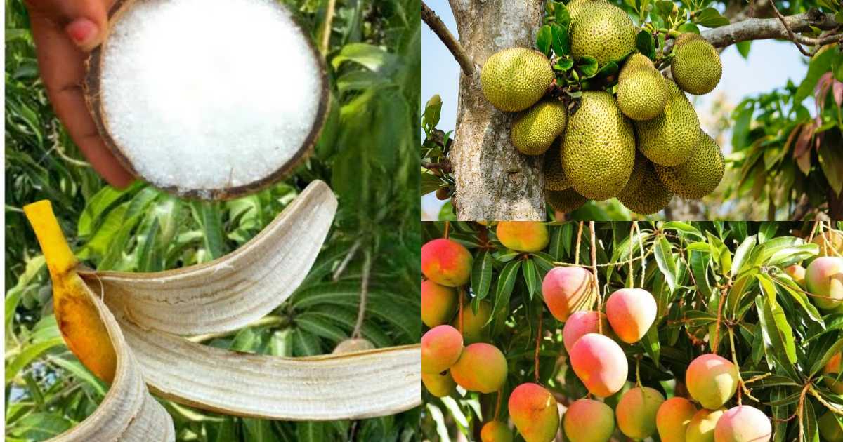 Tip To Increase Mango jackfruit Growth