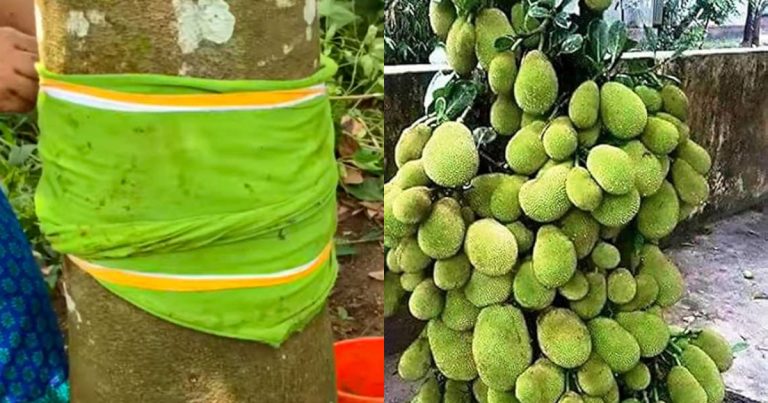 Tip for Jackfruit Growing