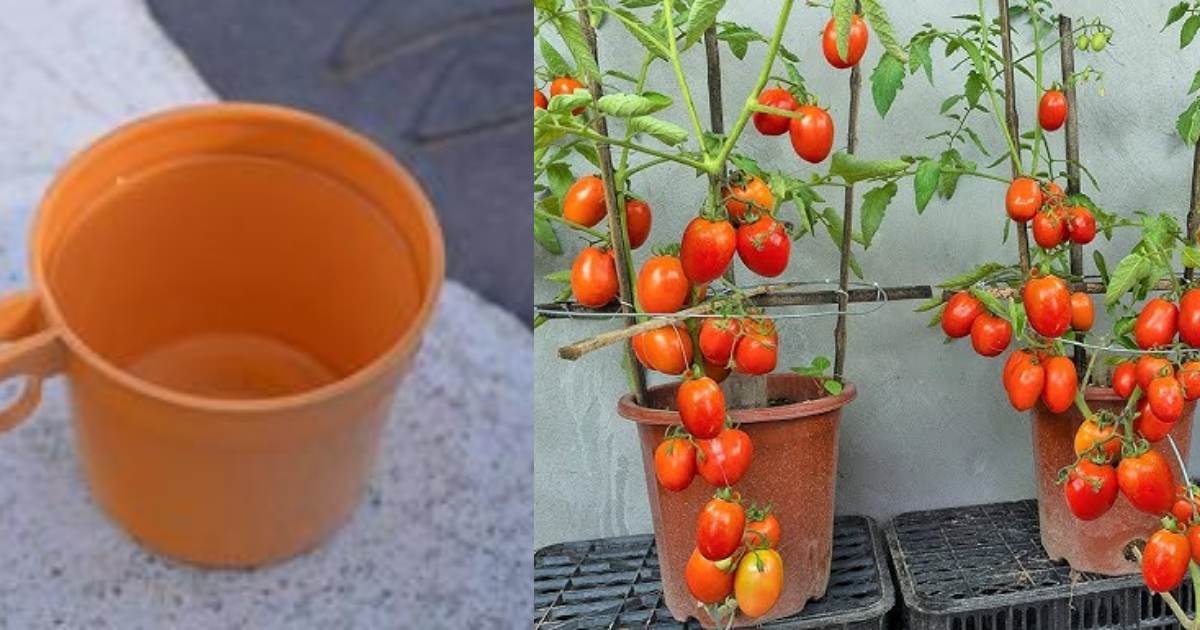 Tomato growth cultivation