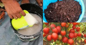 Zero Cost Fertilizer using rice water