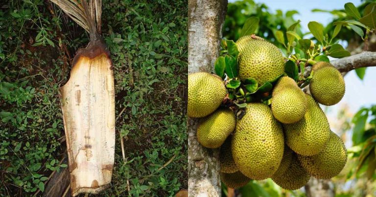 jackfruit cultivation tip