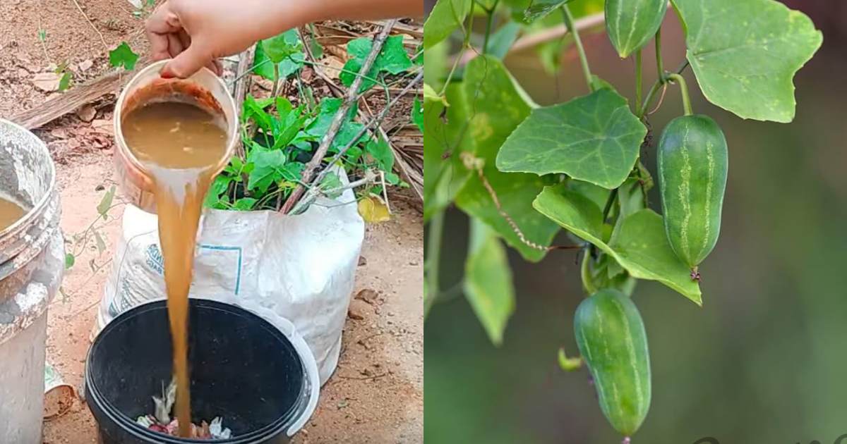 kovakka valli farming