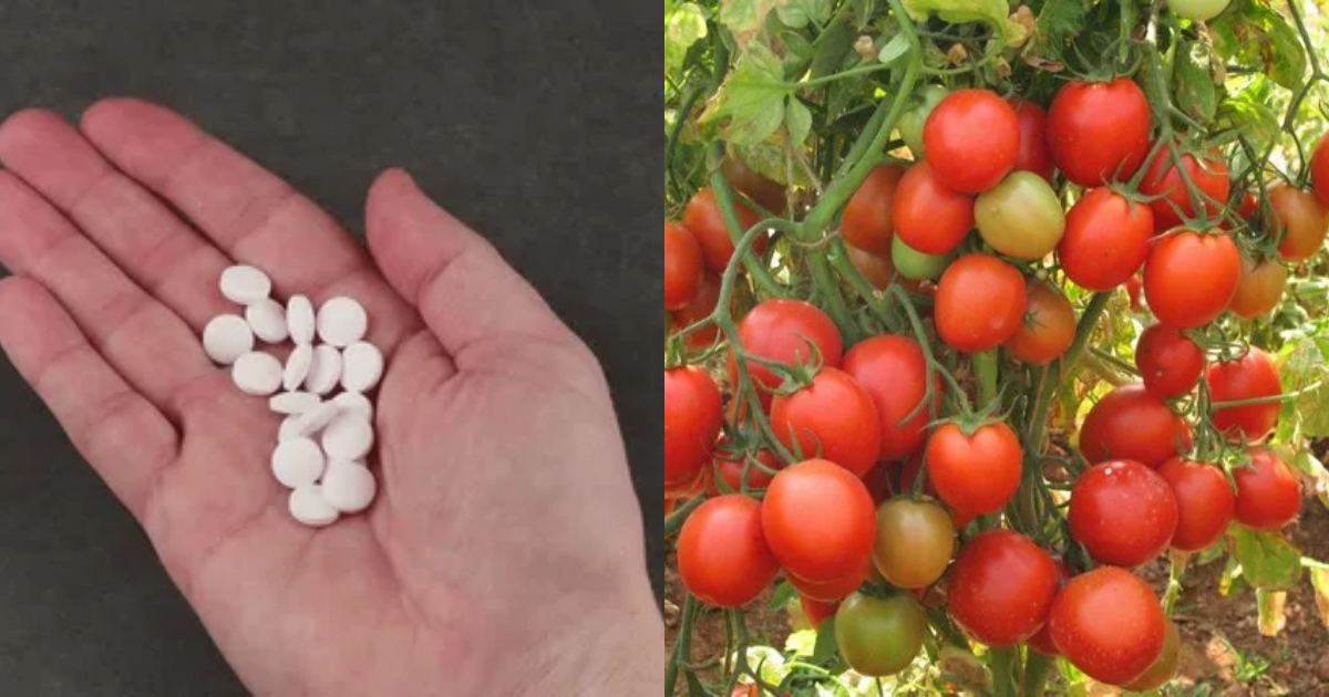 tomato cultivation tip using tablet