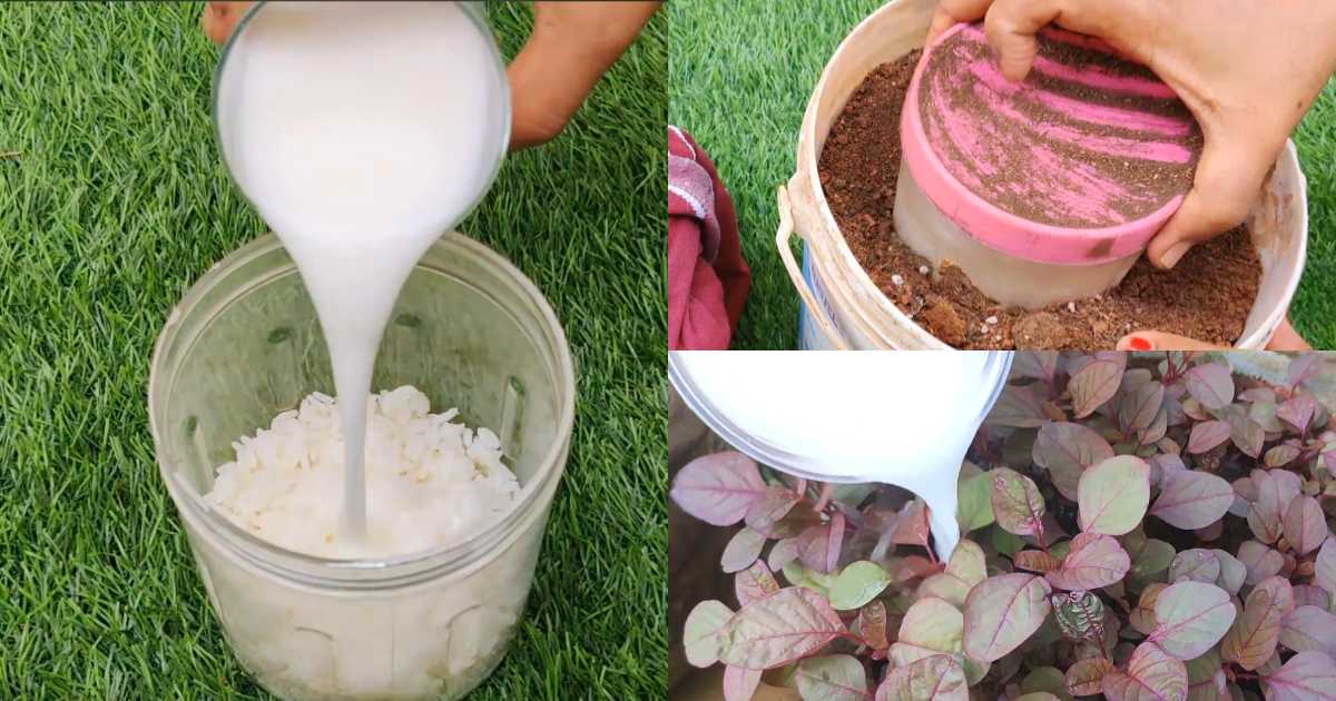 Burying Rice in Soil