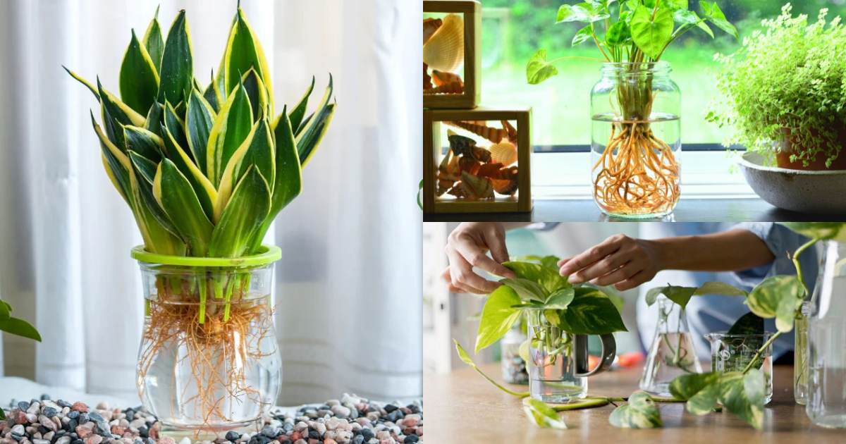 Care for Plants that grow in water