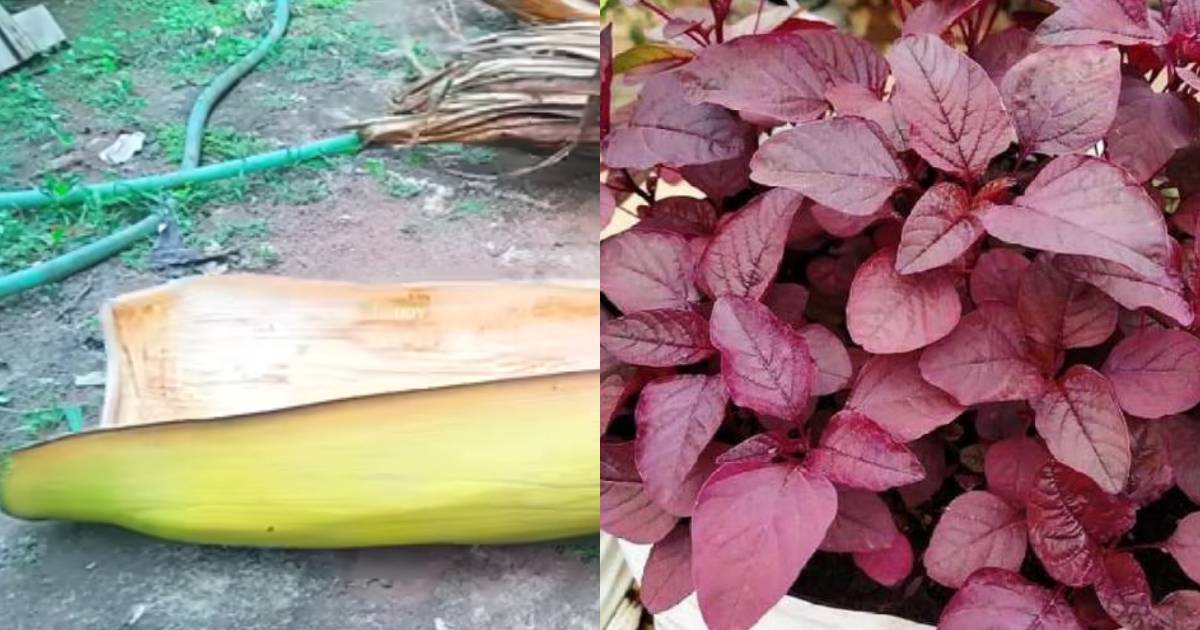 Cheera krishi using pala tip