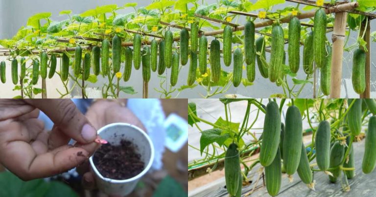 Cucumber krishi within 45 days