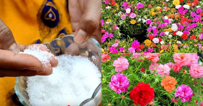 Easy pathumani Flowering Tip