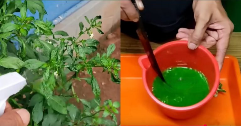 Green Chilly Farming Tips