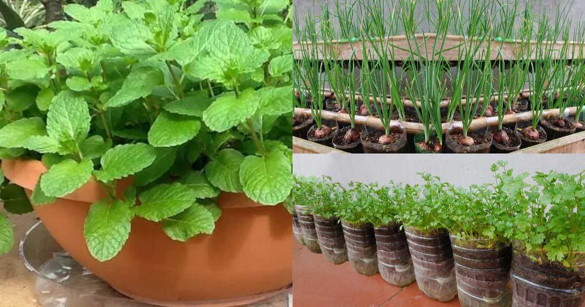 Malli puthina ulli krishi tip