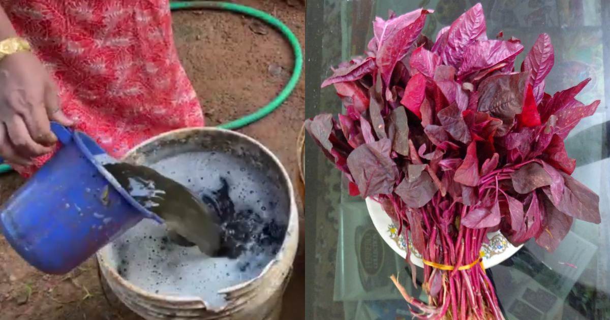 Organic manure pesticide making at home