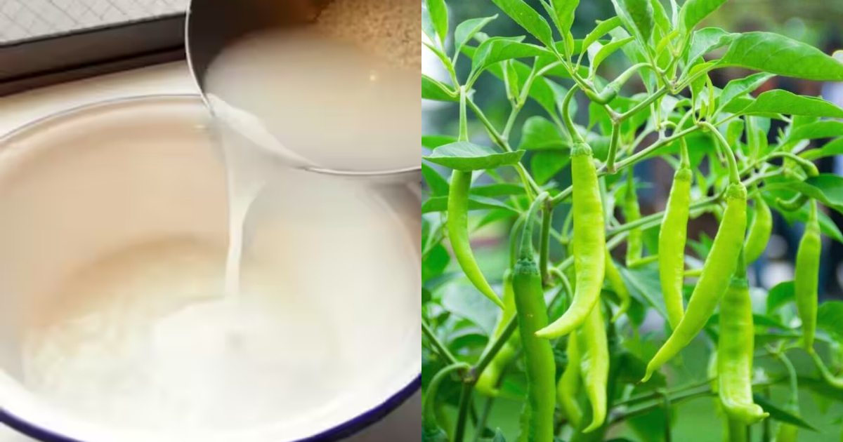 Pachamulaku krishi using kanjivellam