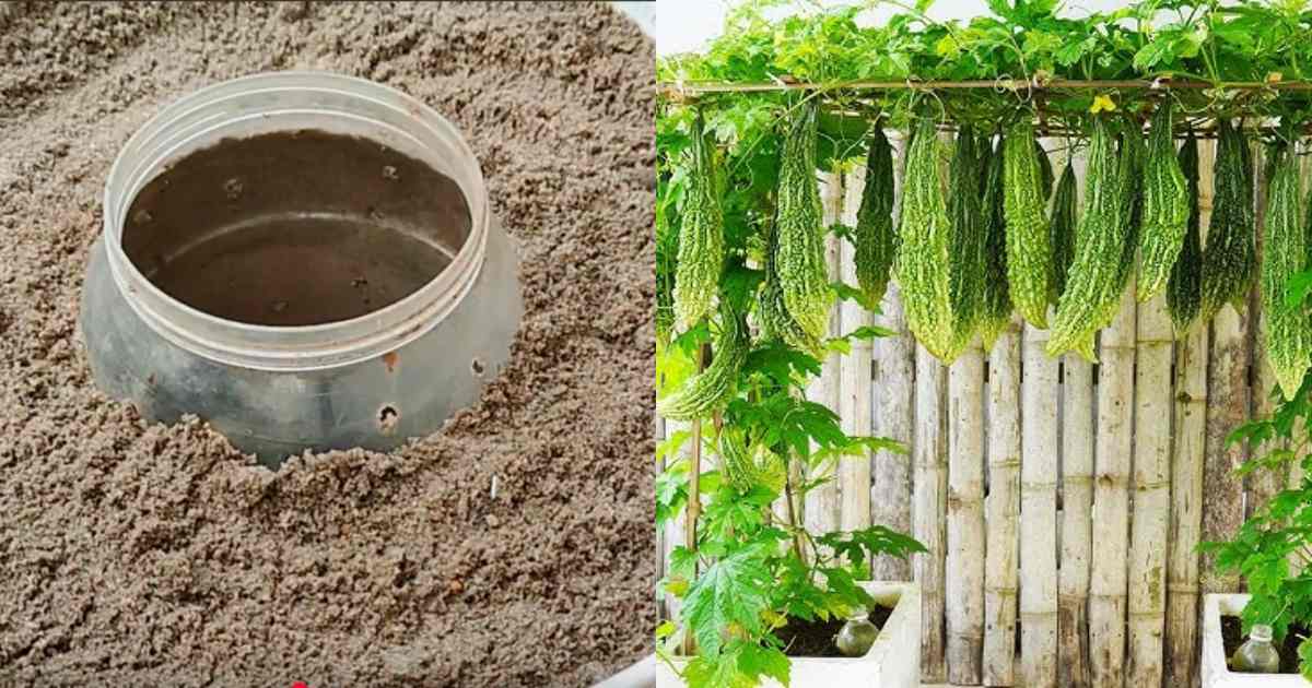 Paval Krishi Using old Bucket