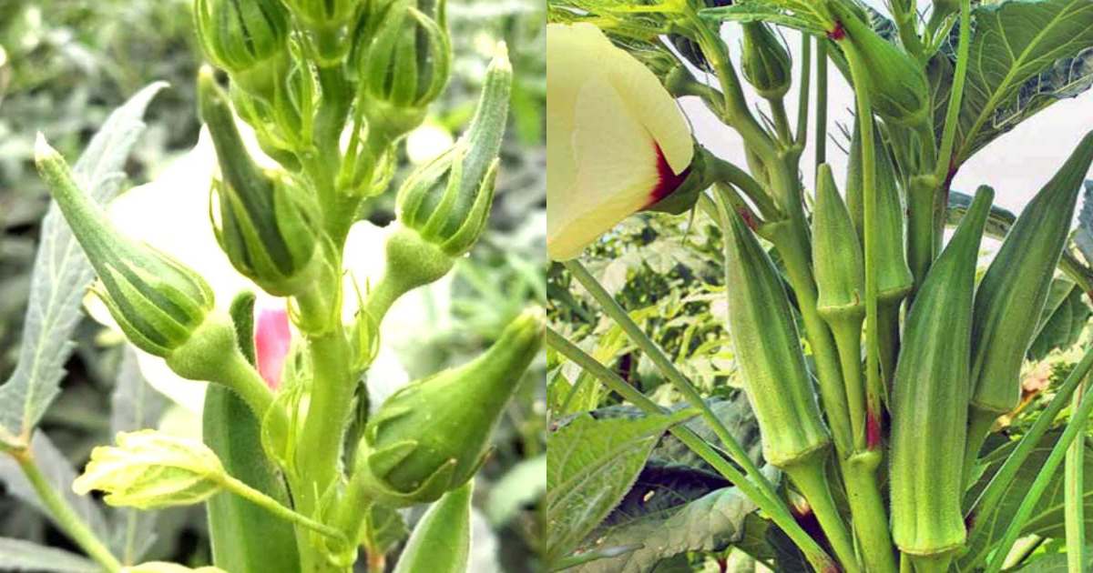 Vendakka Organic Cultivation Tips