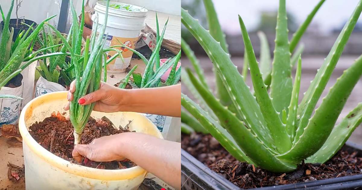kattarvazha plant krishi