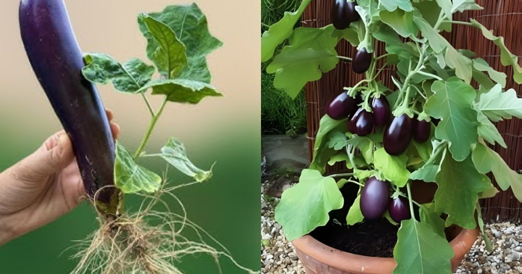 Brinjal vazhuthana farming using dosa mavu