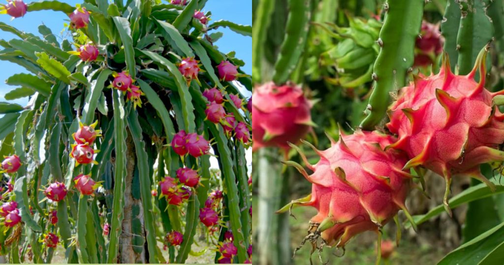 Dragon Fruit Farming Tips