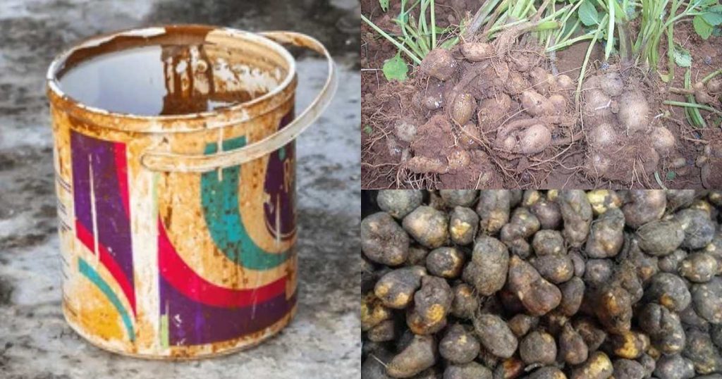 Koorkka Krishi using paint bucket