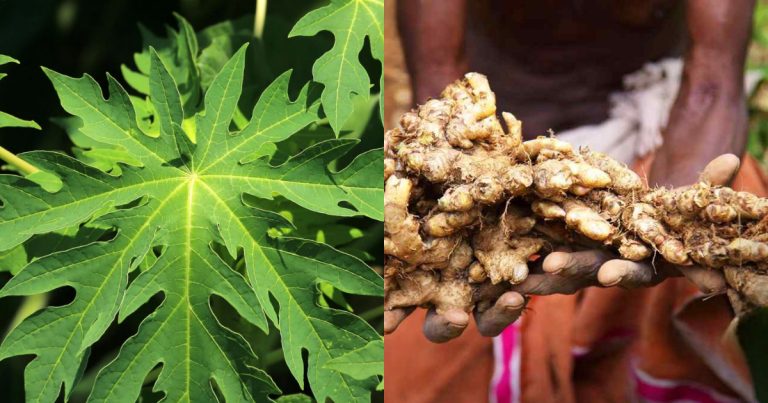 Ginger farming tip using Pappaya leaves