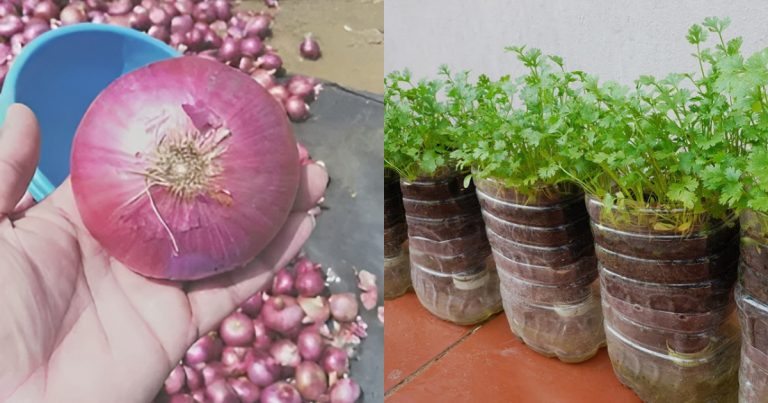 How to grow coriander leaves